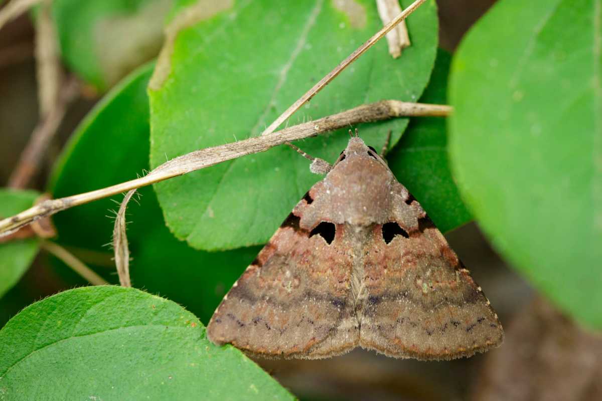 brown butterfly(Moth)