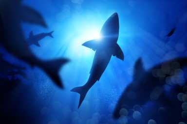 More sharks seen off Long Island