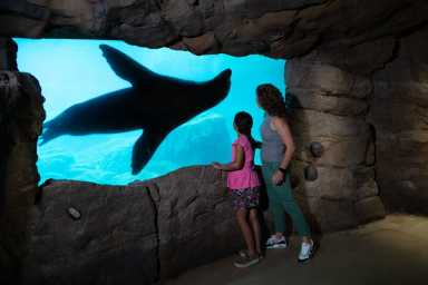 Julie-Larsen-Maher_6504_California-Sea-Lions-with-Visitors_SC_AQ_06-27-22-1200×800-1
