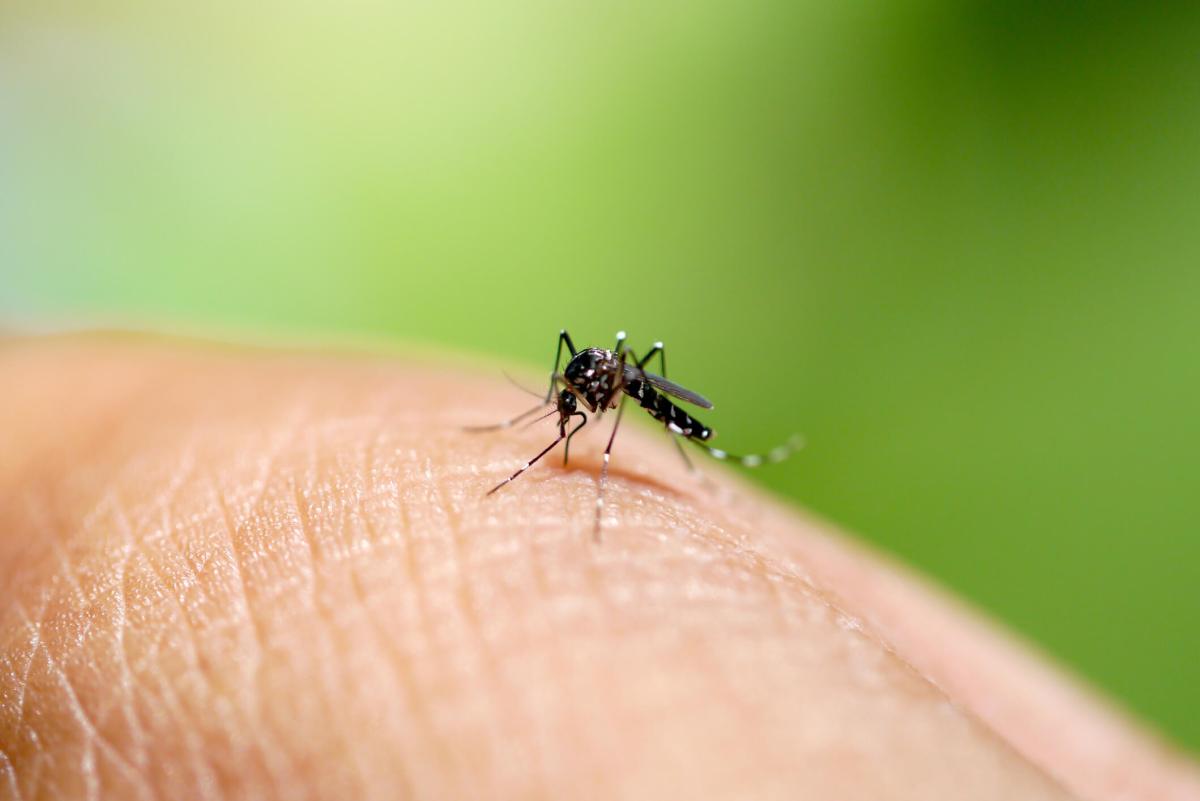 Aedes mosquito sucking blood