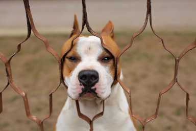 staten island pit bull