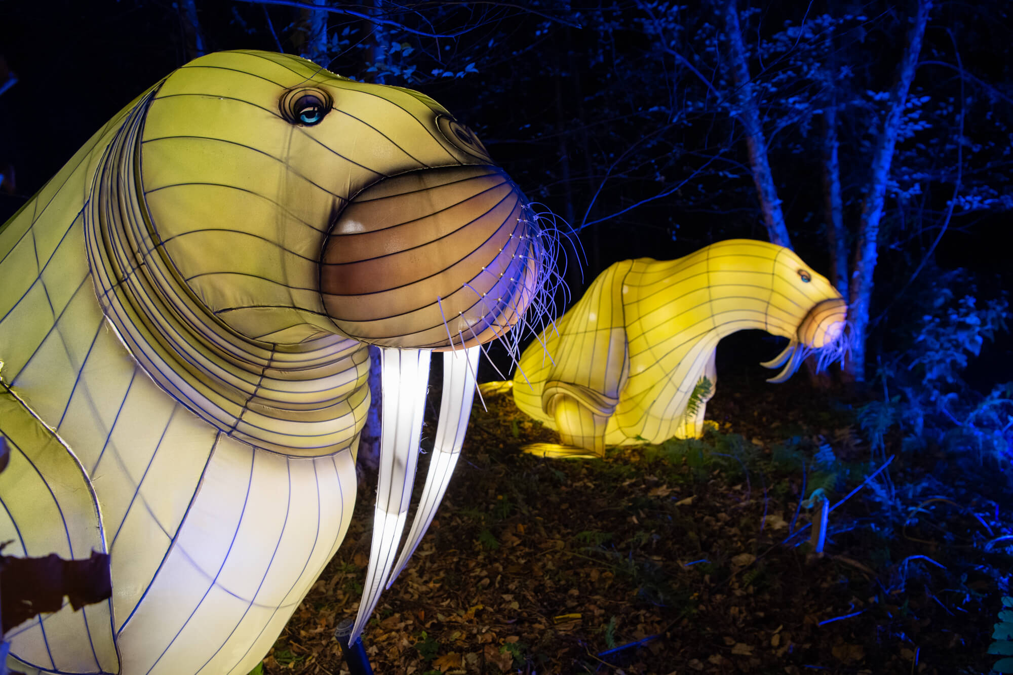 The Bronx Zoo's annual Holiday Lights festival to return next month 6
