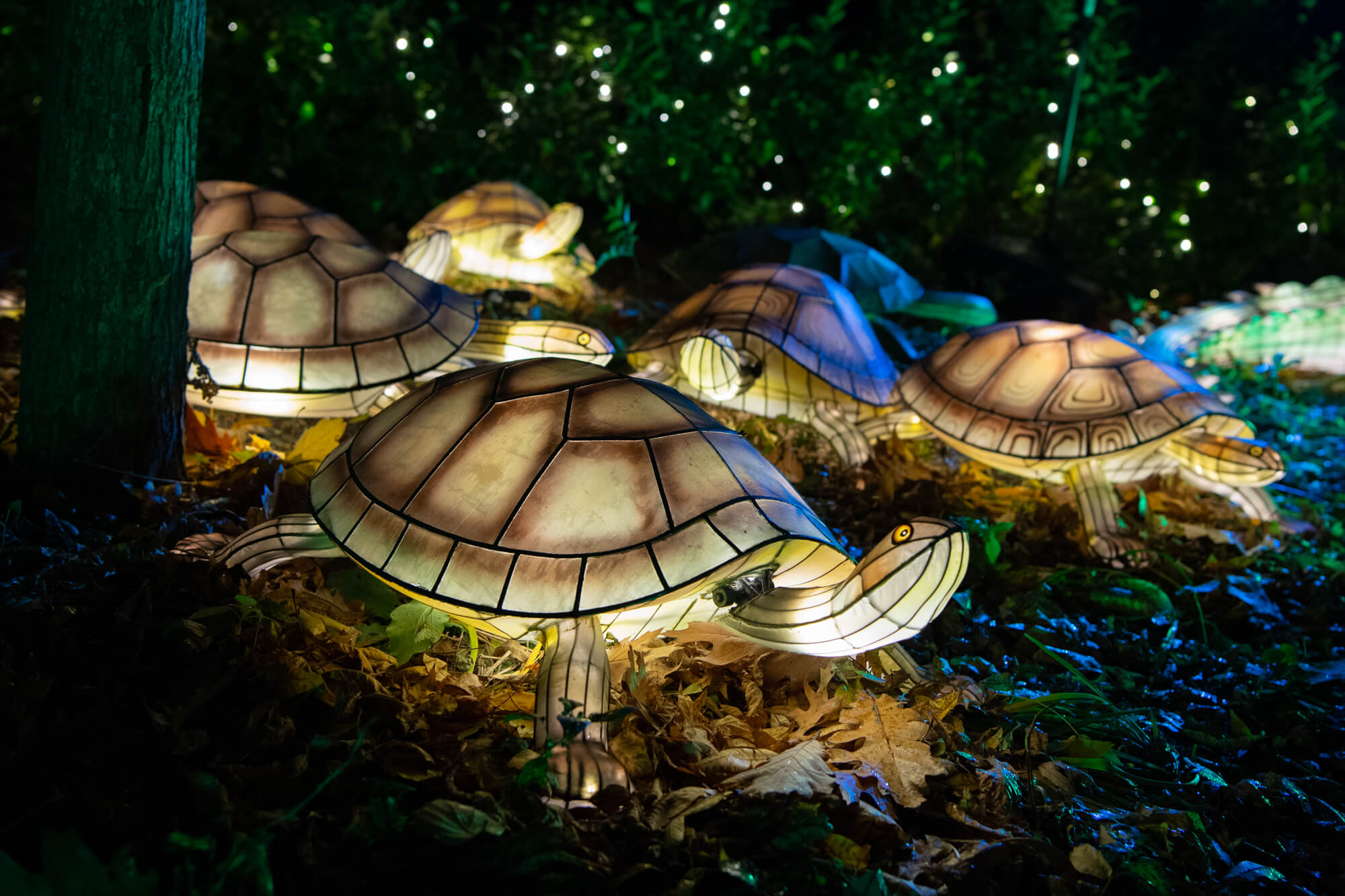 The Bronx Zoo's annual Holiday Lights festival to return next month 7