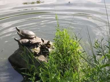 Turtles_on_a_rock_Harlem_Meer_10