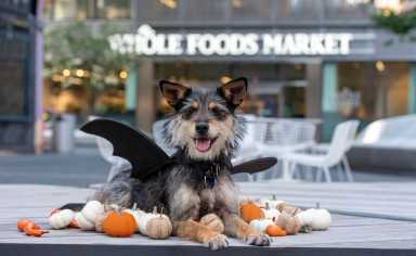 HOWL-oween