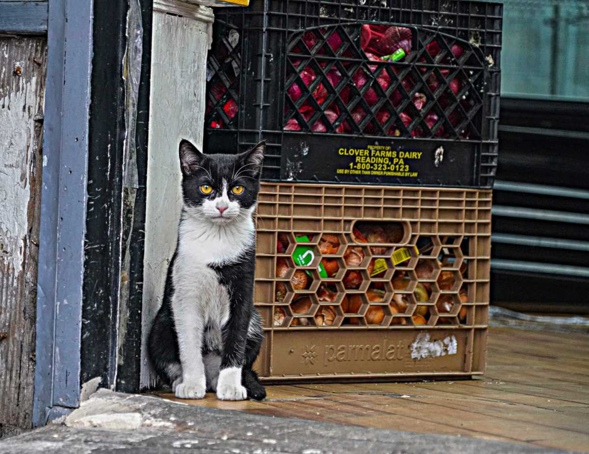 Bodega cat staring at the world