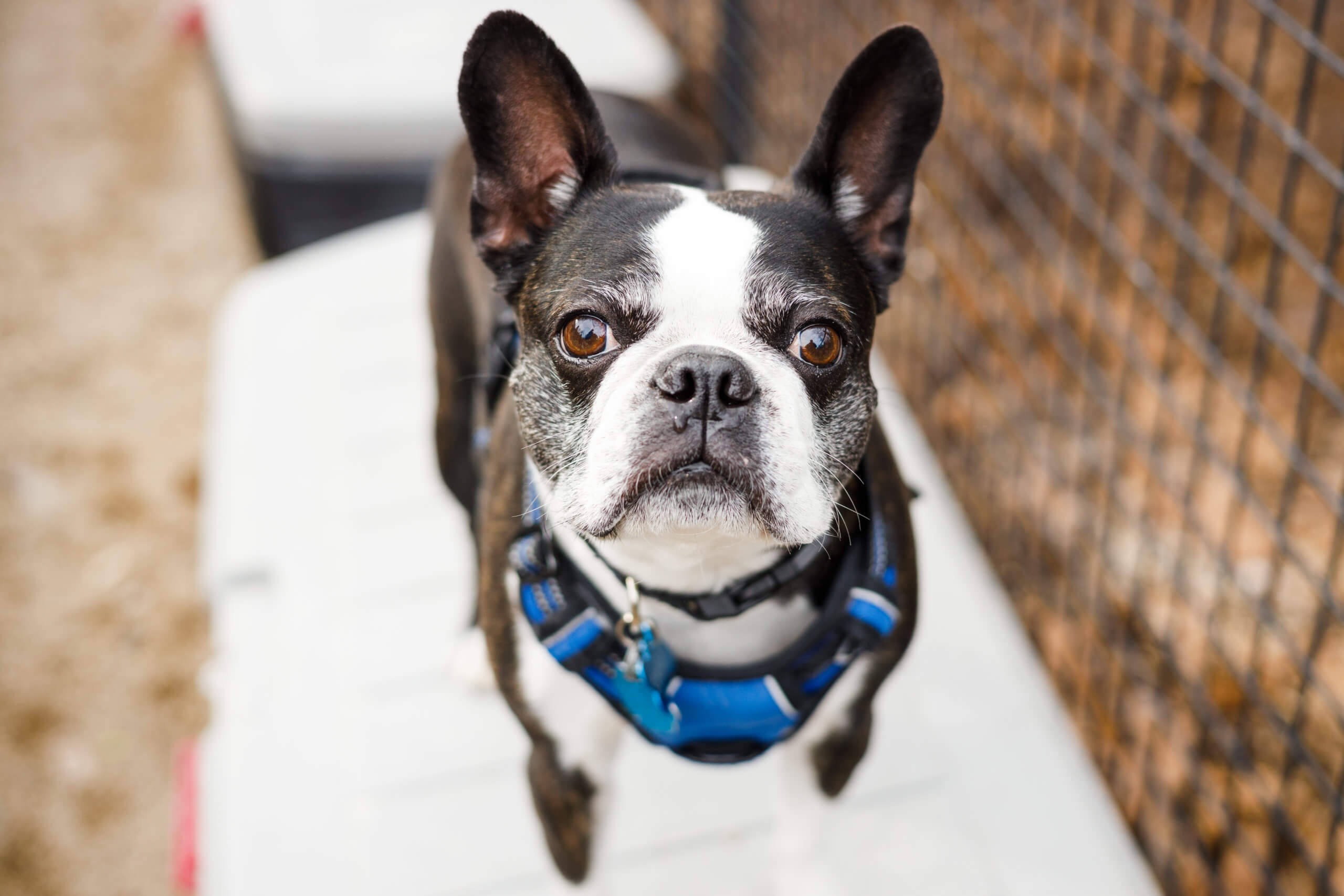 The group NYC Boston Terriers organizes nearly 100 pups