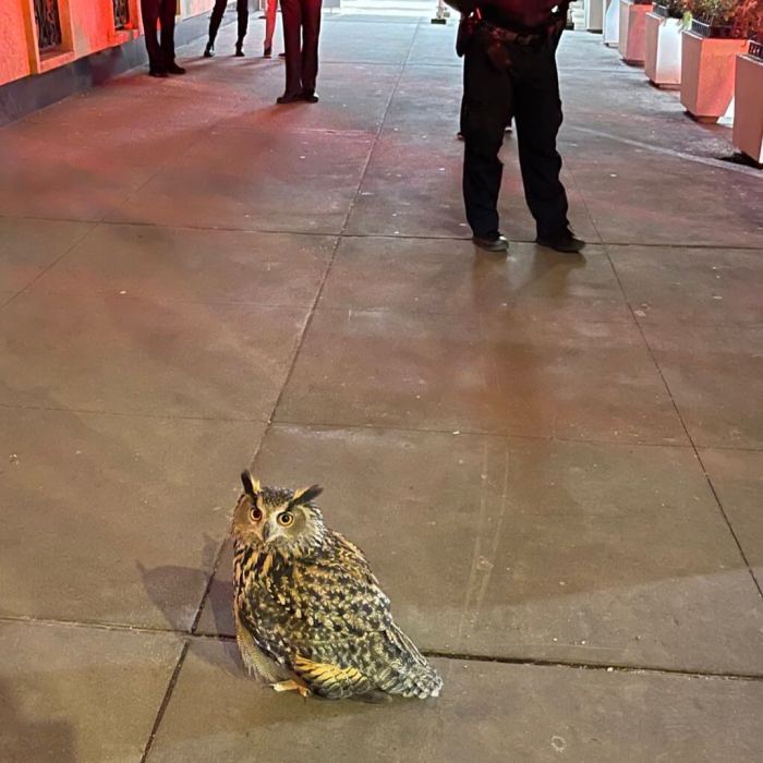 SUPERB OWL: Flaco, zoo escapee, adjusts to life in the 'wild' of Central Park 4 Flaco managed to find his way to Madison Avenue