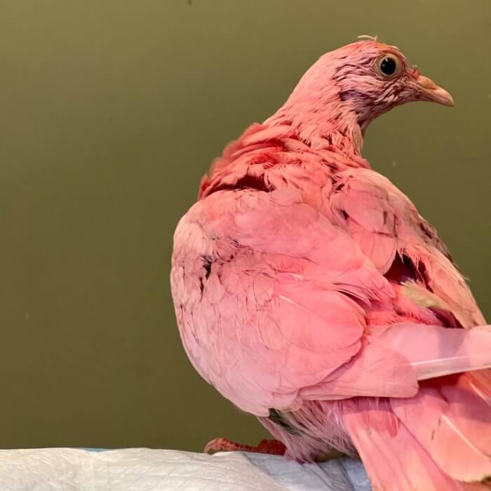 Flamingo the Pink Pigeon dead following alleged gender reveal fiasco 3