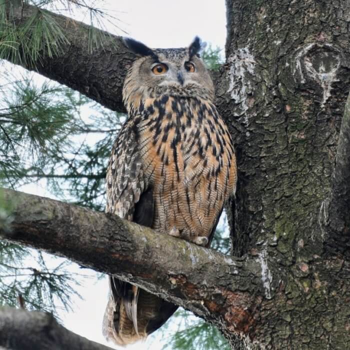 Freedom for Flaco! Central Park Zoo suspends attempted capture of escaped owl 3