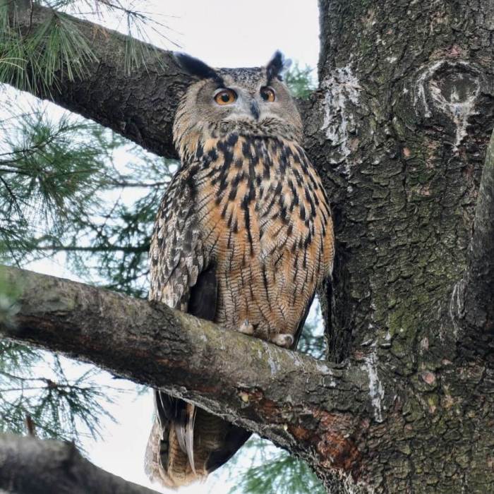 SUPERB OWL: Flaco, zoo escapee, adjusts to life in the 'wild' of Central Park 5 Flaco has mostly stuck to the tall trees near the zoo in the park's southern end.Courtesy