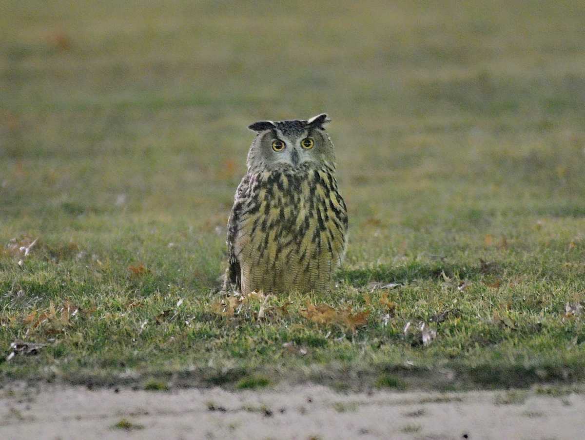 Flaco the Eurasian Eagle-Owl has become a celebrity in Central Park, but seems in no rush to return home to the zoo.