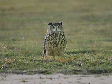 Flaco the Eurasian Eagle-Owl has become a celebrity in Central Park, but seems in no rush to return home to the zoo.