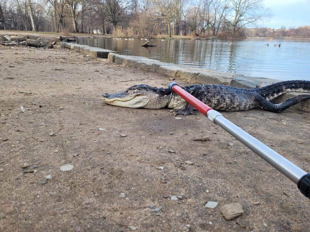 Godzilla the Gator may have shocked NYC but he's hardly the first of his kind to end up here.NYC Parks