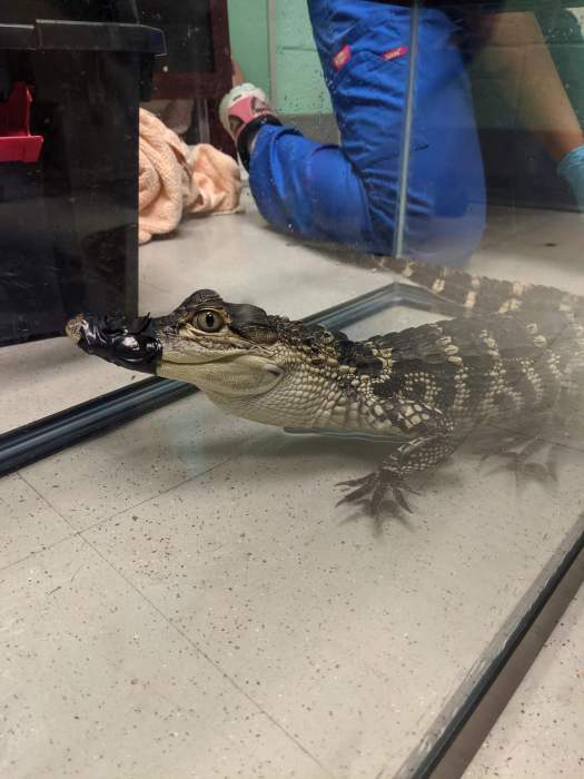 Tick Tock was discovered in Brooklyn in 2019 while police executed a search warrant.Animal Care Centers of NYC