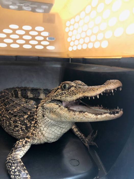 Wally was found abandoned in a Staten Island park in 2019.Animal Care Centers of NYC
