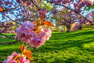 Central Park in spring