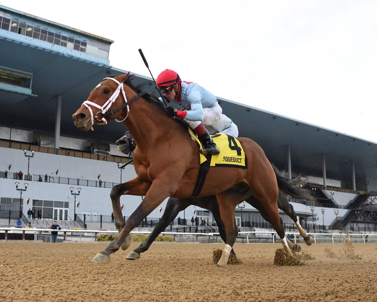 Gotham Stakes contender Lugan Knight