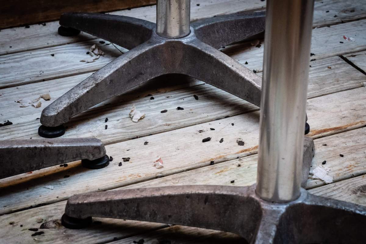 A slew of rat droppings are on the floor of a dining shed