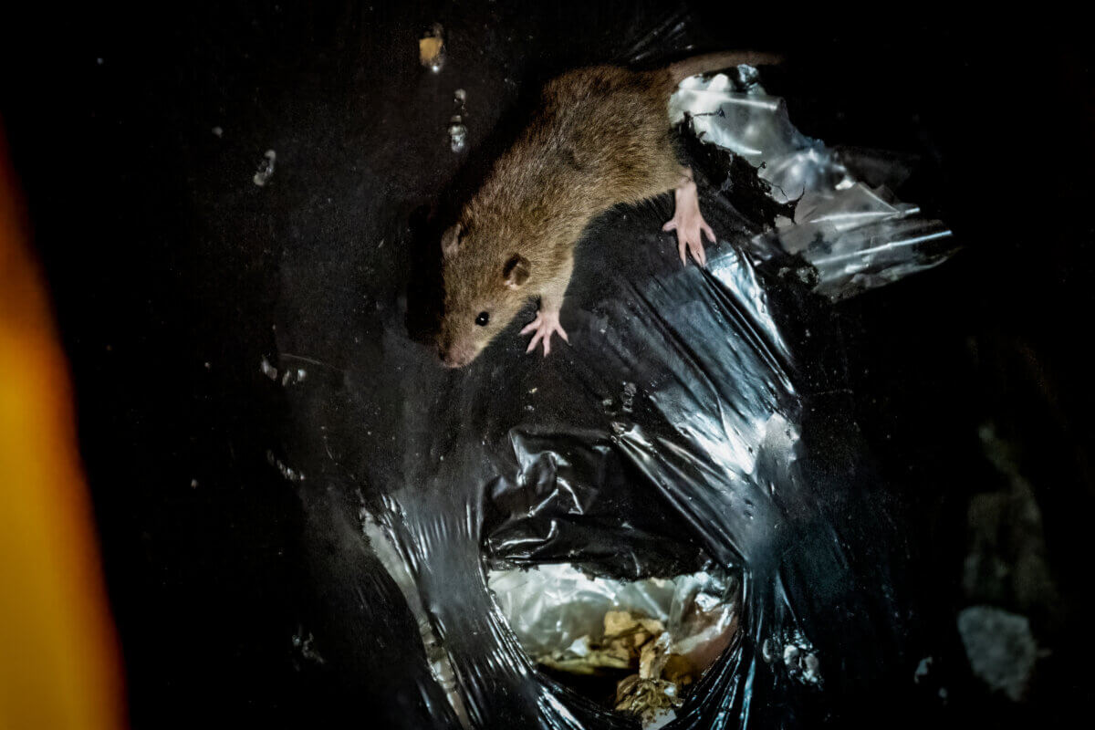 A rat digs through a trash bag