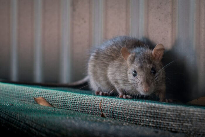 War on Rats | NYC moves to require restaurants, grocery stores to containerize their trash 3