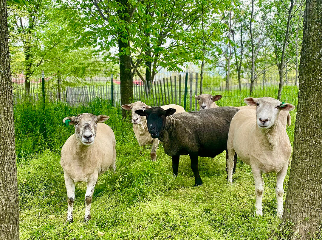 Herd of sheep are baaaaack to rid Governors Island of invasive plant life 4