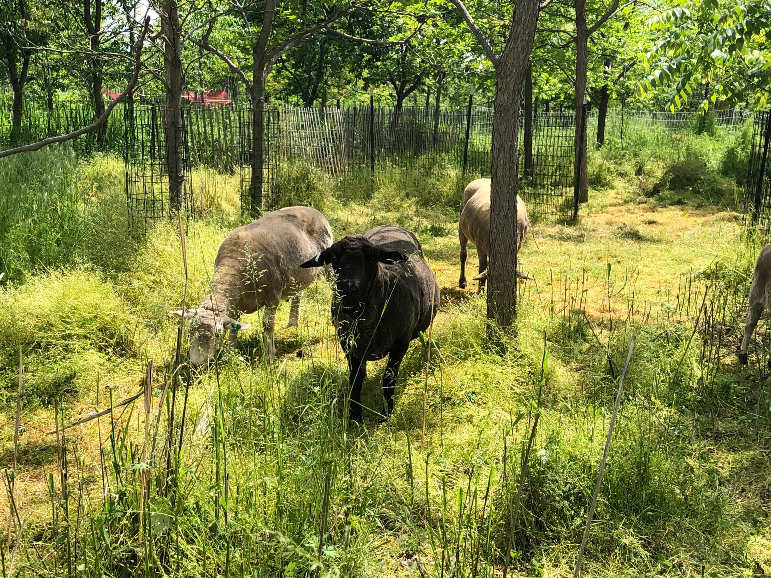 Herd of sheep are baaaaack to rid Governors Island of invasive plant life 5