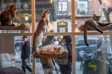 cafe-cats-looking-out-window-at-crowd_alexandra-steedman-1200×800-1