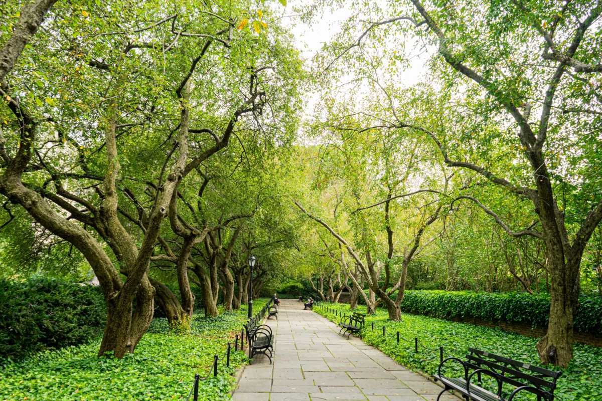 NYC Parks Department plants over 13,100+ trees so far in 2023
