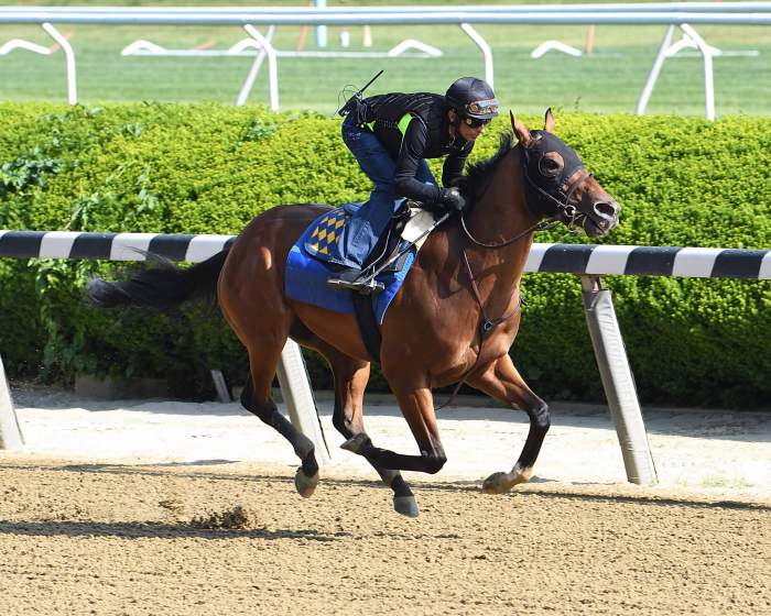 National Treasure working out for Belmont Stakes