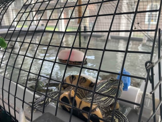 With 1,000 applicants for 140 seats, NYC’s Harbor School set for major expansion 9 Wildlife inside the Harbor School’s marine biology research lab