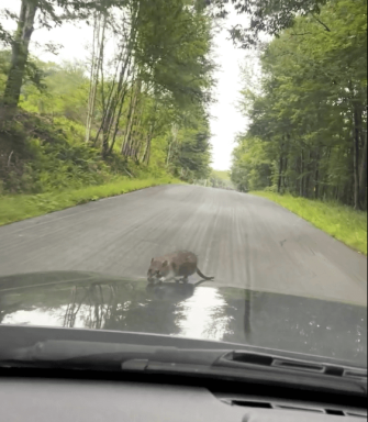 rat on hood