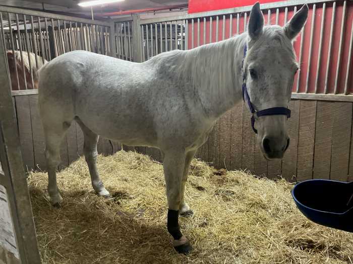 Carriage horse