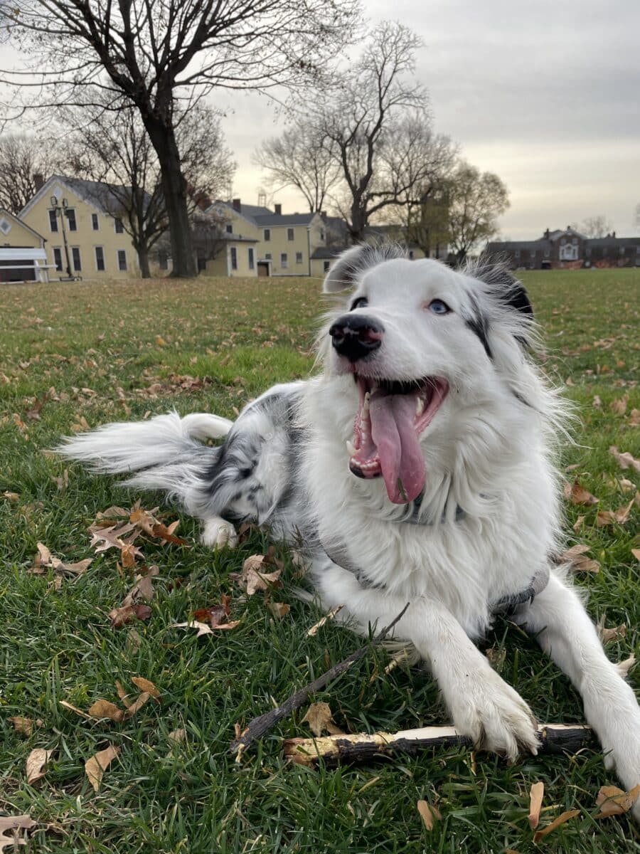Atlas, a two-year-old border collie