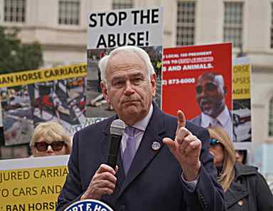 Queens City Council Member Robert Holden speaks about horse carriage ban bill