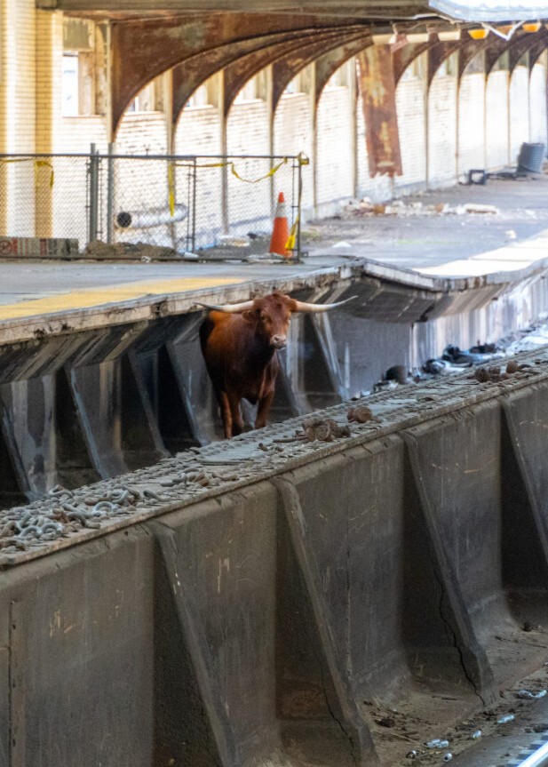 A bull seen on the train tracks at Newark Penn Station on Dec. 14, 2023.