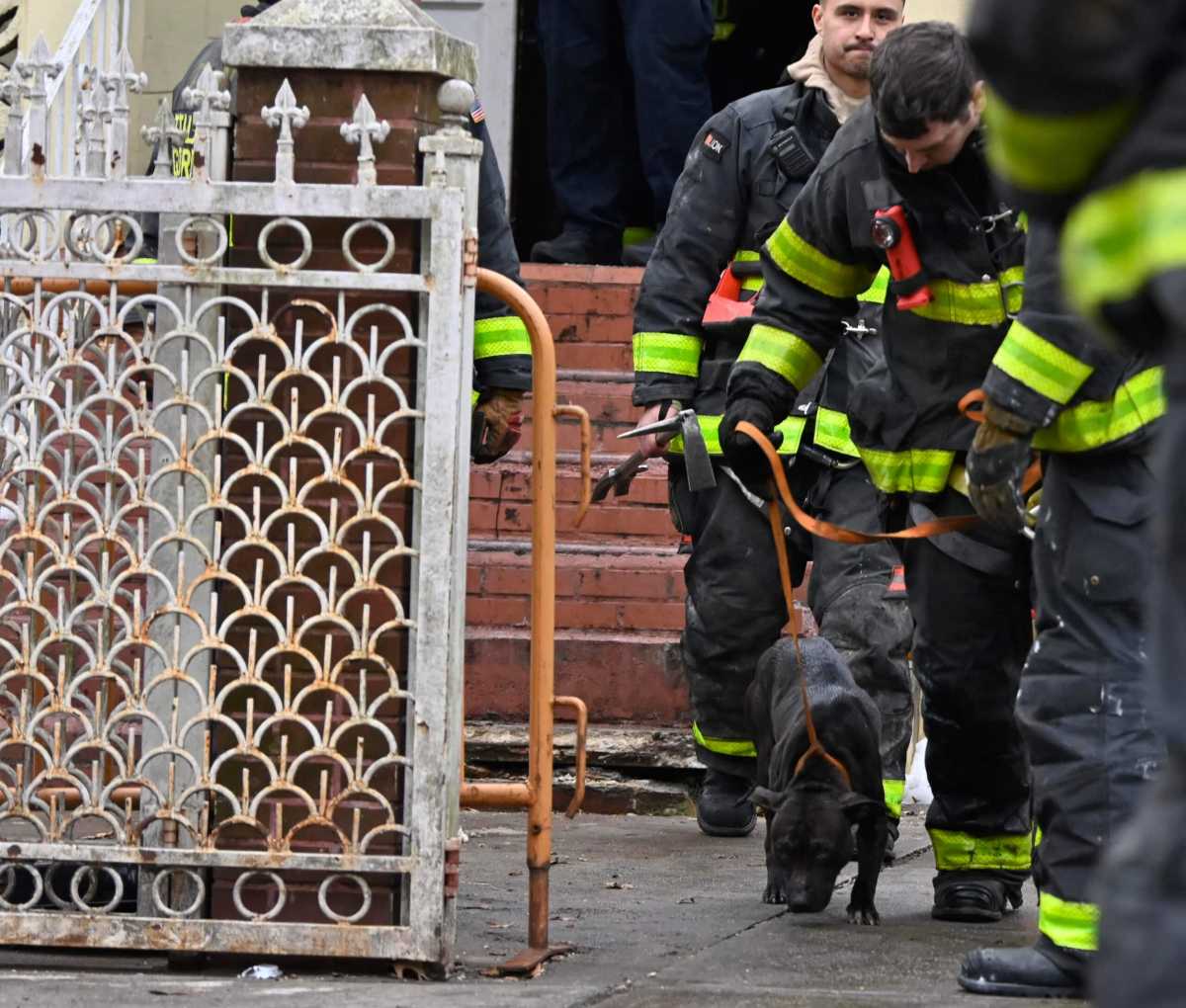 FDNY rescues pit bull puppies