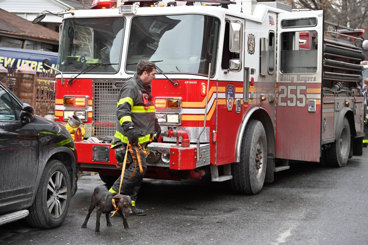 FDNY rescues pit bull puppies