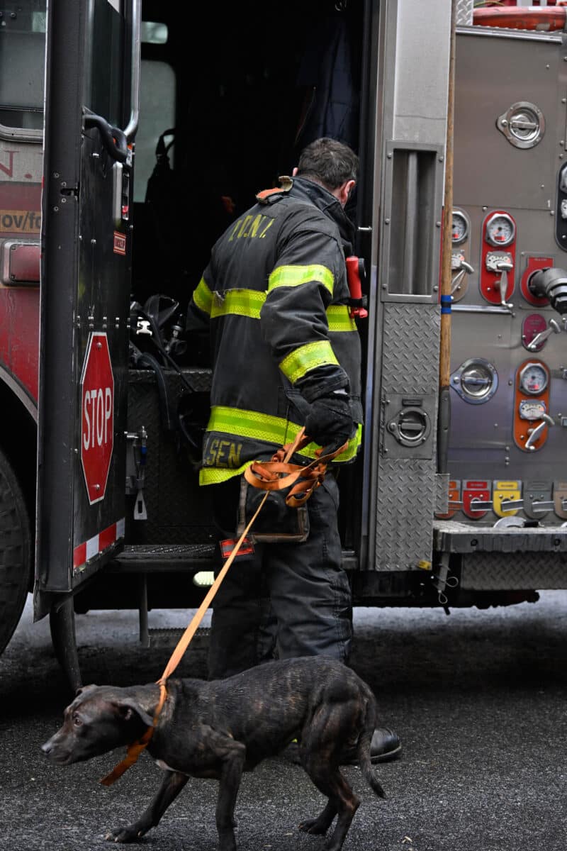 FDNY rescues pit bull puppies