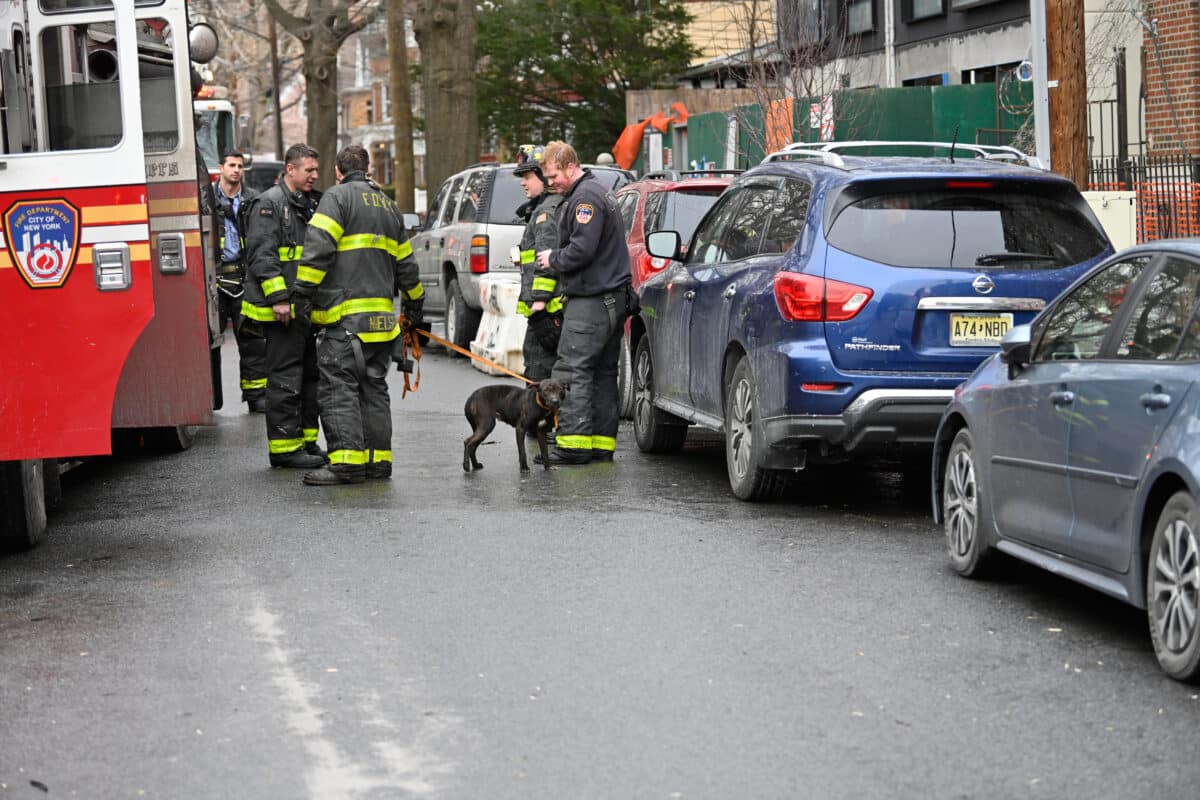 FDNY rescues pit bull puppies