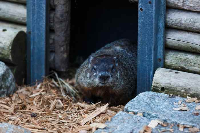 Furry forecast: What you need to know about Groundhog Day in NYC on Feb. 2 2 Groundhog Day