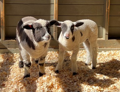 lambs at the central park zoo