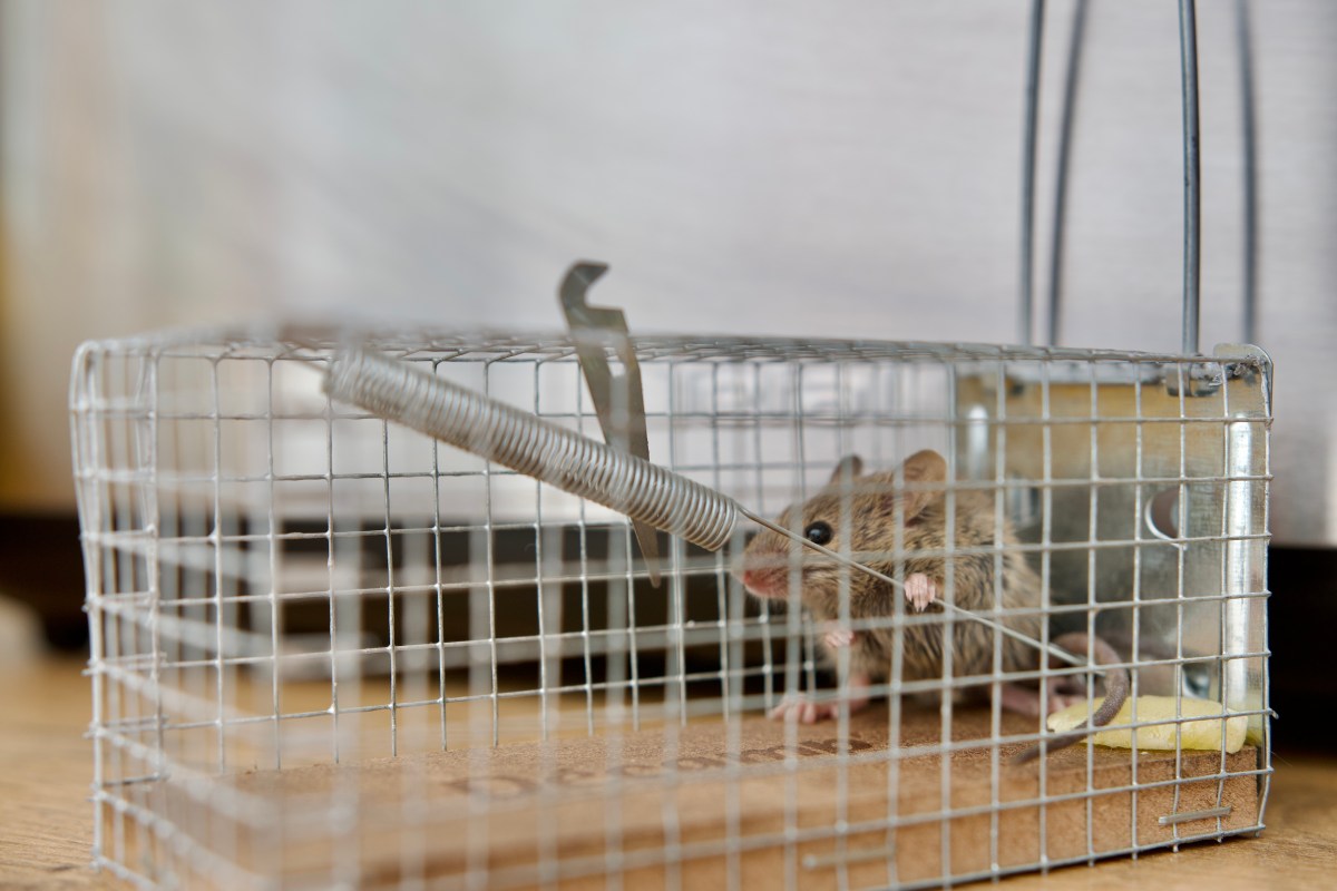 Mouse in a live trap