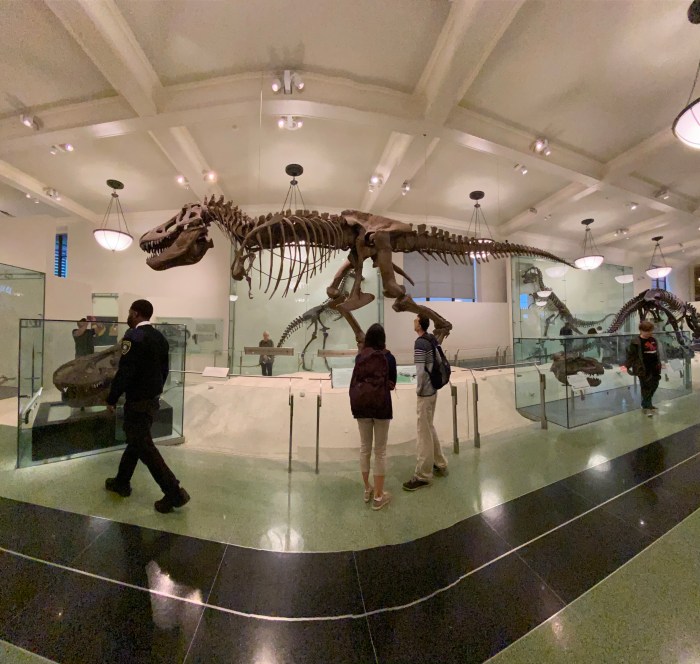 Dinosaur fossils at the American Museum of Natural History