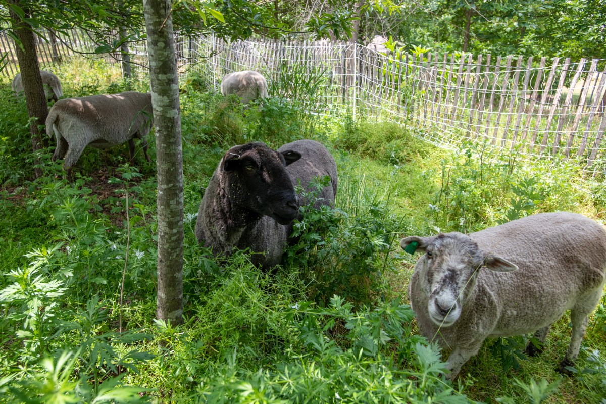 The Herd