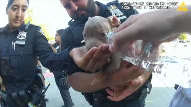 Queens cops rescue dogs