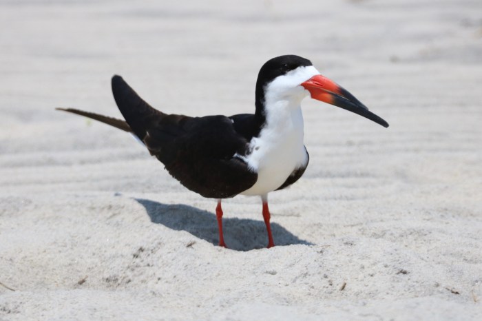 NYC Audubon hatches a new brand due to namesake’s ties to slavery 3 bird with black and white plumage. NYC Audubon changed its name to NYC Bird Alliance