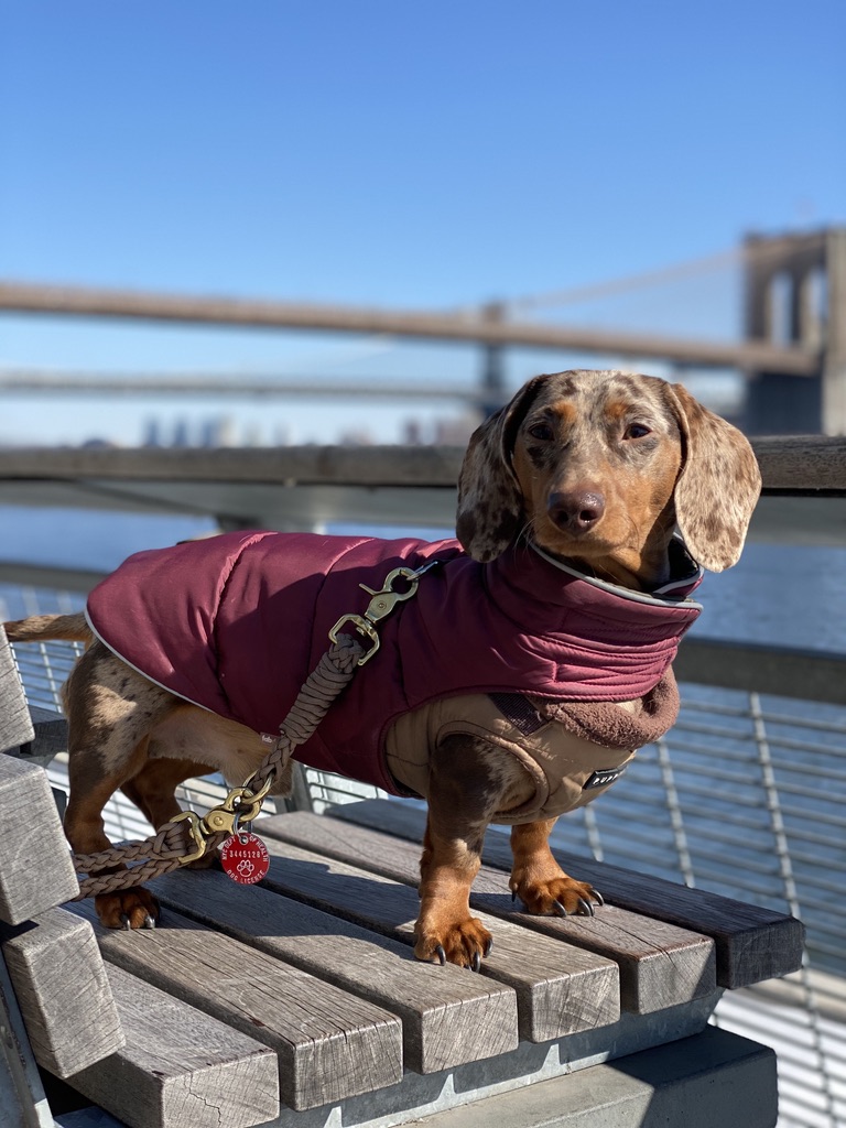 New York City politics is a doggy world; dog mayor canine-didates hope to ‘bark’ change 4