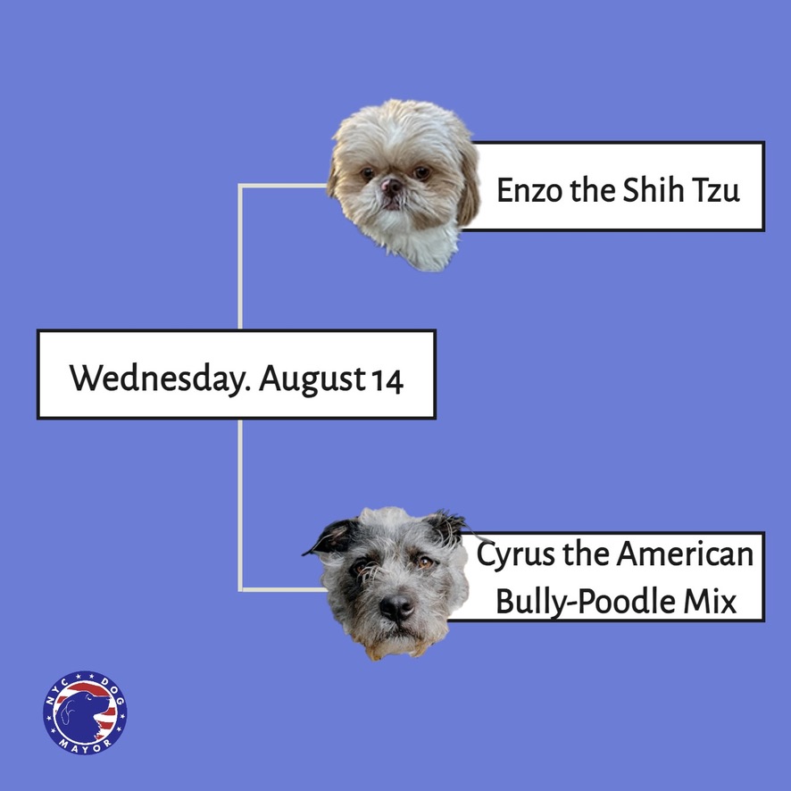 New York City politics is a doggy world; dog mayor canine-didates hope to ‘bark’ change 5