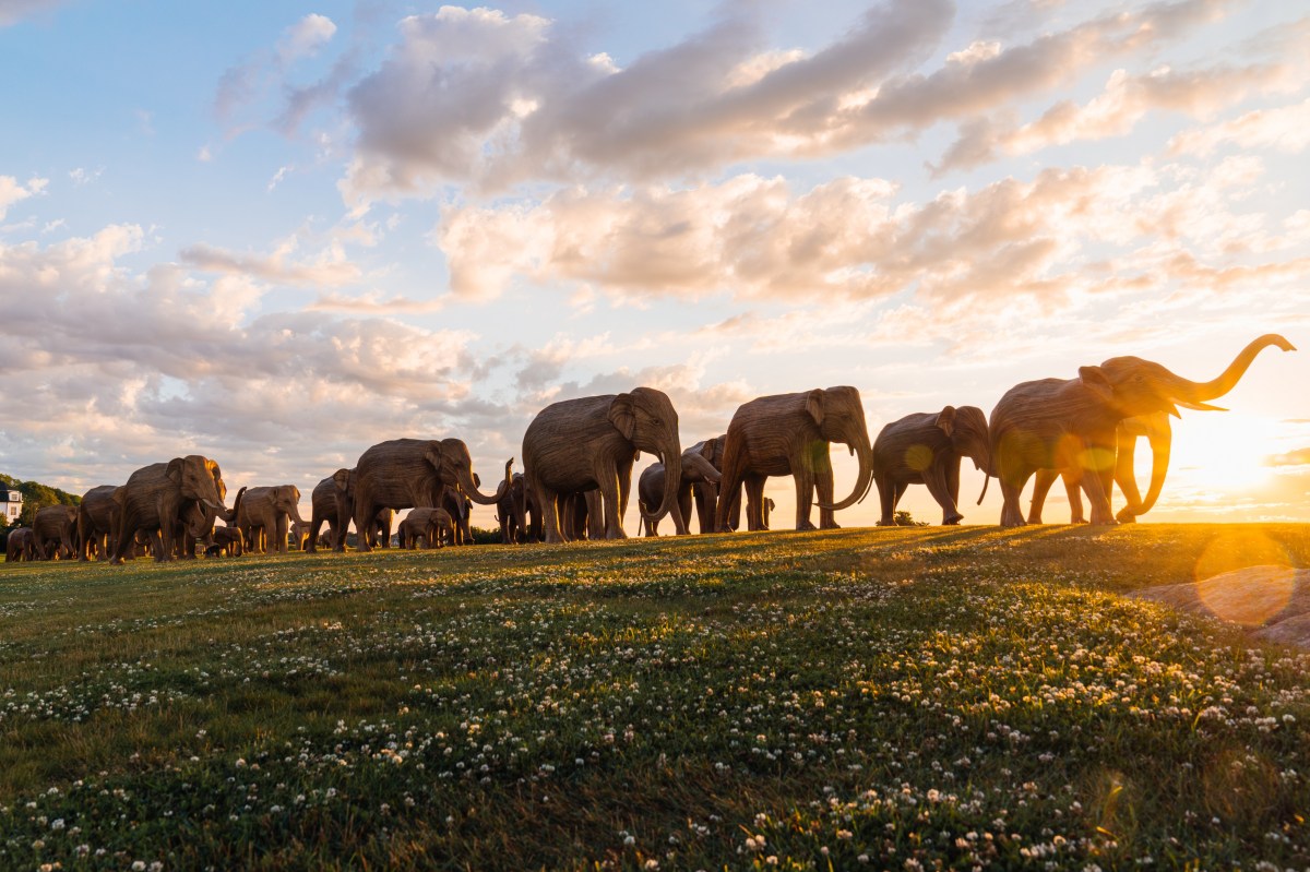 a herd of elephant sculptures walking in the sunset